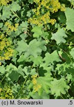 Alchemilla epipsila