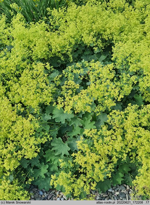 Alchemilla epipsila