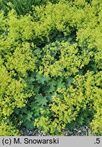 Alchemilla epipsila