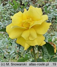 Rosa hort. Friesia