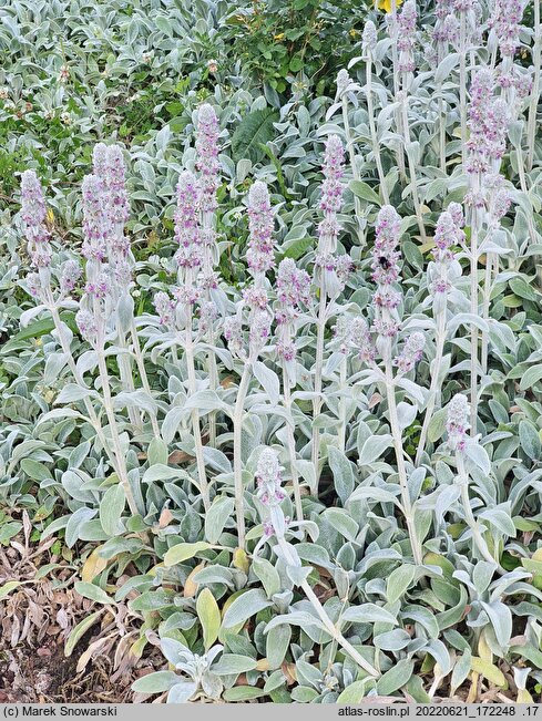 Stachys byzantina Silver Carpet