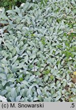 Stachys byzantina Silver Carpet