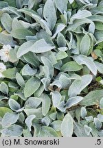 Stachys byzantina Silver Carpet