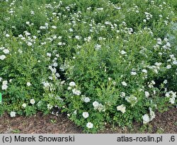 Rosa hort. White Cover