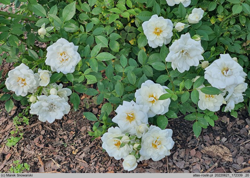 Rosa hort. White Cover