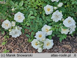 Rosa hort. White Cover