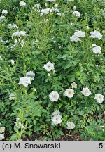 Rosa hort. White Cover