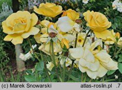 Rosa hort. Tanarubz