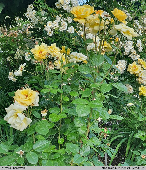 Rosa hort. Tanarubz