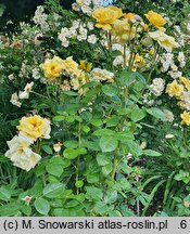 Rosa hort. Tanarubz
