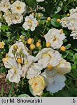 Rosa hort. Ghislaine de Feligonde