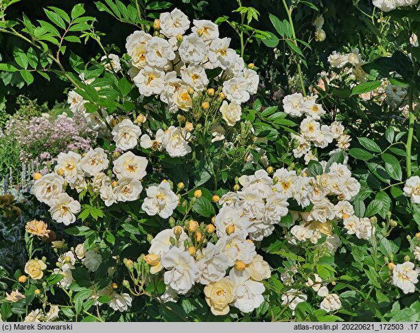 Rosa hort. Ghislaine de Feligonde