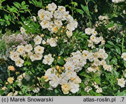 Rosa hort. Ghislaine de Feligonde