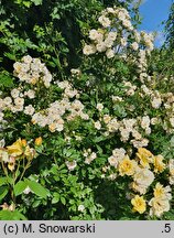 Rosa hort. Ghislaine de Feligonde