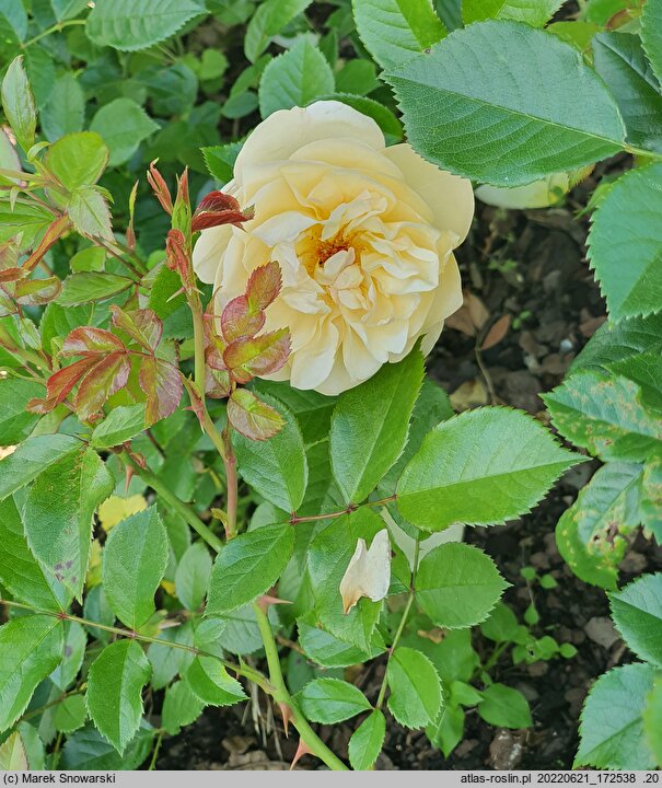 Rosa hort. Tanmirsch