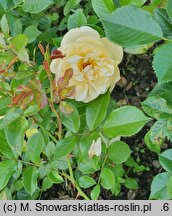 Rosa hort. Tanmirsch
