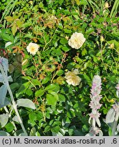 Rosa hort. Tanmirsch