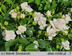 Rosa hort. Aspirin Rose