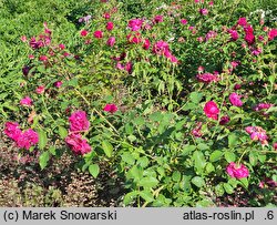 Rosa hort. AUSroyal