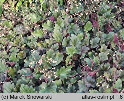 Heuchera Ebony and Ivory