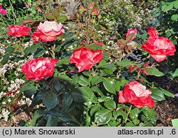 Rosa hort. Taneiglat