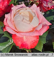 Rosa hort. Taneiglat