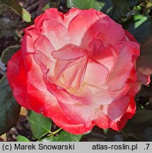 Rosa hort. Taneiglat