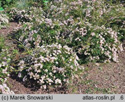 Rosa hort. Heideröslein