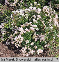 Rosa hort. Heideröslein