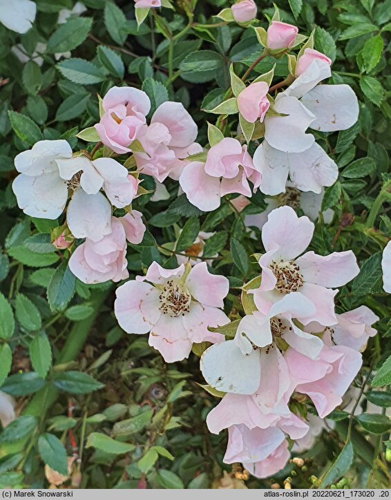 Rosa hort. Heideröslein