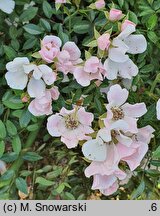 Rosa hort. Heideröslein