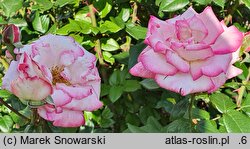Rosa hort. Händel