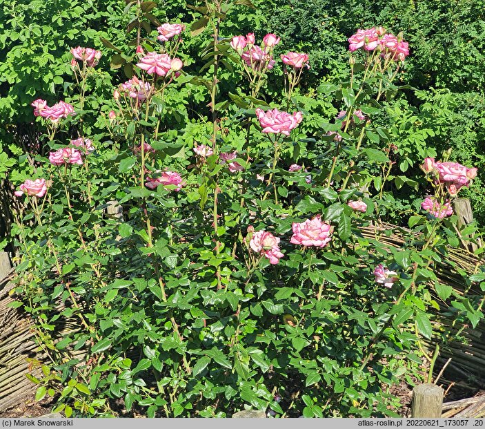 Rosa hort. Händel