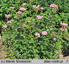 Rosa hort. Händel