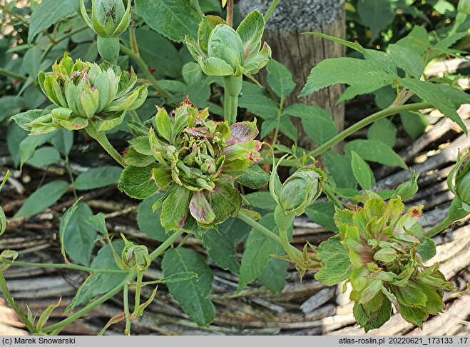 Rosa chinensis (róża chińska)