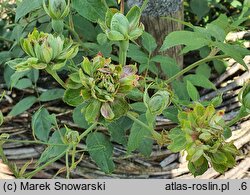 Rosa chinensis (róża chińska)