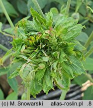Rosa chinensis (róża chińska)