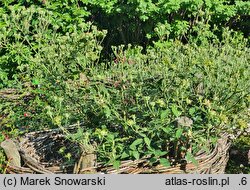 Rosa chinensis (róża chińska)