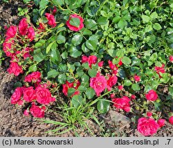 Rosa hort. KORstesgli