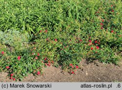 Rosa hort. KORstesgli