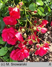 Rosa hort. KORstesgli