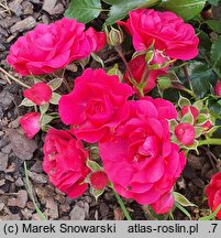 Rosa hort. KORstesgli