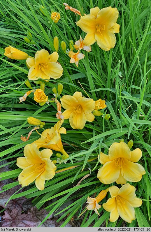 Hemerocallis ×hybrida Stella de Oro