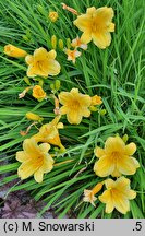 Hemerocallis ×hybrida Stella de Oro