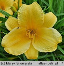 Hemerocallis ×hybrida Stella de Oro