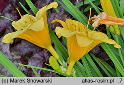 Hemerocallis ×hybrida Stella de Oro