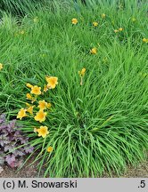 Hemerocallis ×hybrida Stella de Oro