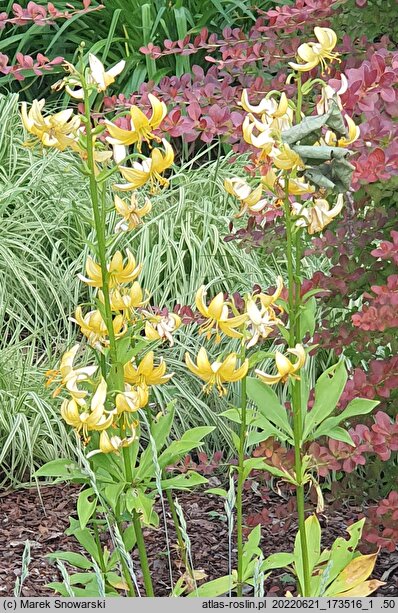 Lilium ×dalhansonii Mrs. R.O. Backhouse