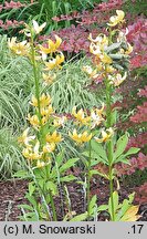 Lilium ×dalhansonii Mrs. R.O. Backhouse