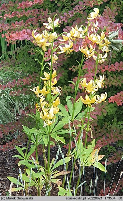 Lilium ×dalhansonii Mrs. R.O. Backhouse
